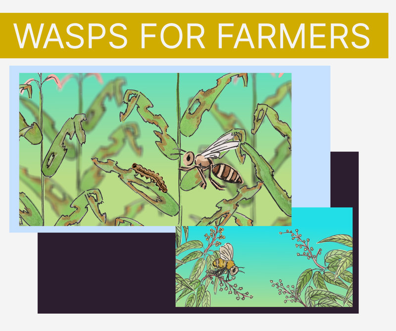 Image with the title 'wasps for farmers' and two pictures - one cartoon-like illustration of a wasp about to land on a caterpillar that has been eating some maize leaves, and another of a bee sat on a mango flower.