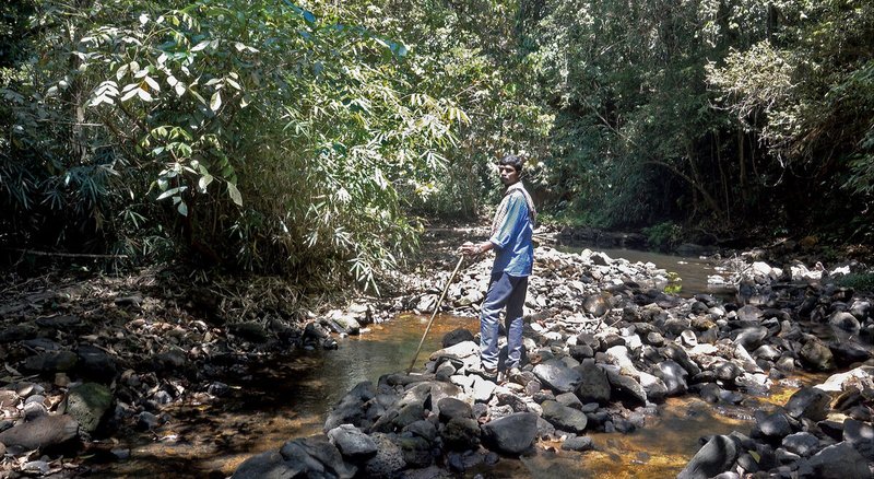 Kerala Rainforest