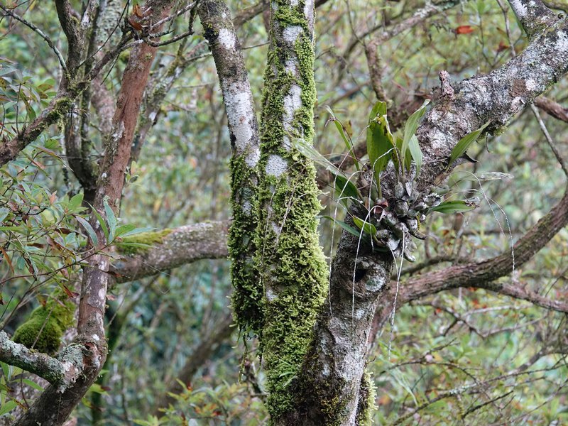 epiphytes