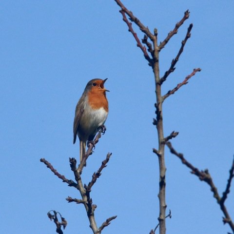 robin_sings at dawn©Kurt Geeraerts.jpeg